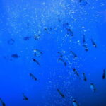 Larnaca: Yellow Submarine Swim Cruise with Unlimited Drinks - The Itinerary: What to Expect from Start to Finish