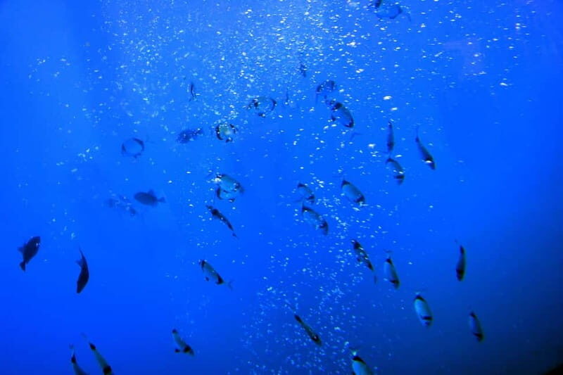 Larnaca: Yellow Submarine Swim Cruise with Unlimited Drinks - The Itinerary: What to Expect from Start to Finish