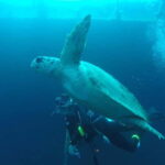 Larnaca: Zenobia Qualified Divers - The Experience Provider: Zenobia Divers