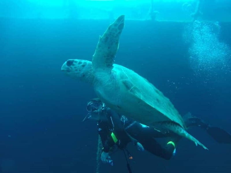 Larnaca: Zenobia Qualified Divers - The Experience Provider: Zenobia Divers