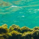 Las Canteras Scuba Diving - The Dive Experience: Detailed Breakdown