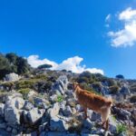 Lasithi plateau,wine and olive oil tasting,Greek Mythology park - The Overall Value: What’s Included and What to Expect