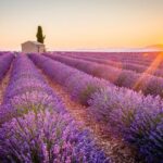 Lavender Fields and Verdon Gorge Adventure from Nice - A Detailed Look at the Lavender Fields and Verdon Gorge Tour