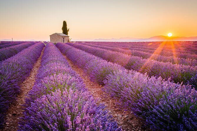 Lavender Fields and Verdon Gorge Adventure from Nice - A Detailed Look at the Lavender Fields and Verdon Gorge Tour
