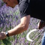 Lavender Harvesting and Distillation Workshop in Bellegarde - The Harvesting Segment: From Plant to Tool
