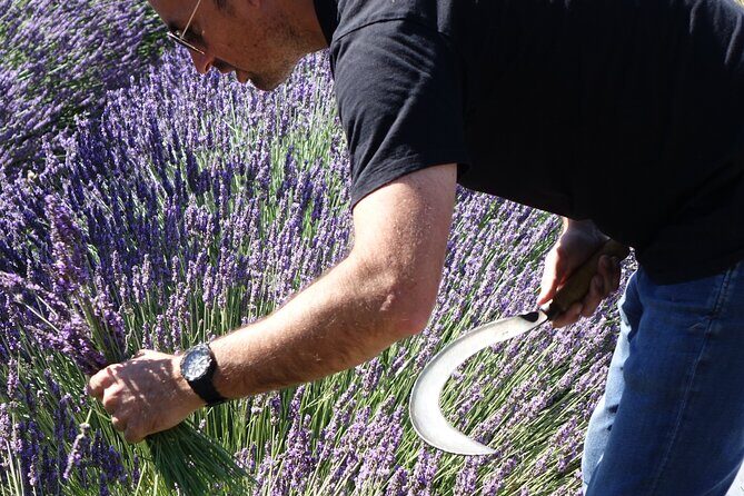 Lavender Harvesting and Distillation Workshop in Bellegarde - The Harvesting Segment: From Plant to Tool