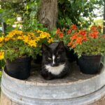 Lazise: Biodynamic Farm Tour and Natural Wine Tasting - Who Will Love This Experience?