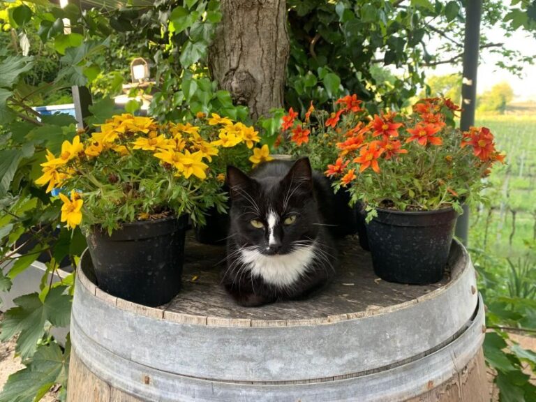 Lazise: Biodynamic Farm Tour and Natural Wine Tasting - Who Will Love This Experience?