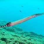 Learn Scuba Diving in Tenerife with Photos Included - Who Will Love This Experience?