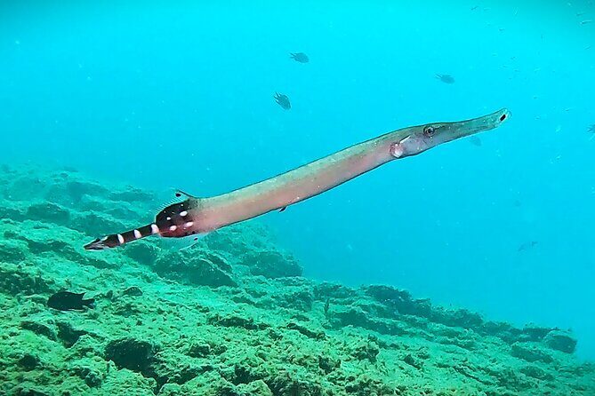 Learn Scuba Diving in Tenerife with Photos Included - Who Will Love This Experience?