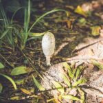 Learn to forage in Llangollen - Practical Details and Tips