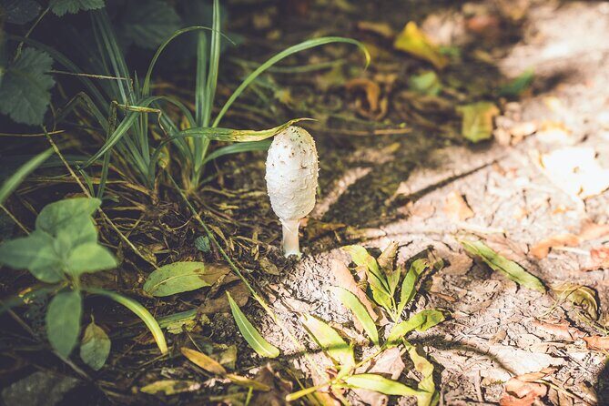 Learn to forage in Llangollen - Practical Details and Tips
