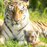 Leewarden: AquaZoo Entry Ticket - An In-Depth Look at What To Expect