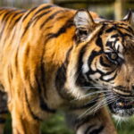 Leicestershire: Twycross Zoo Entry Ticket - The Value of Your Visit