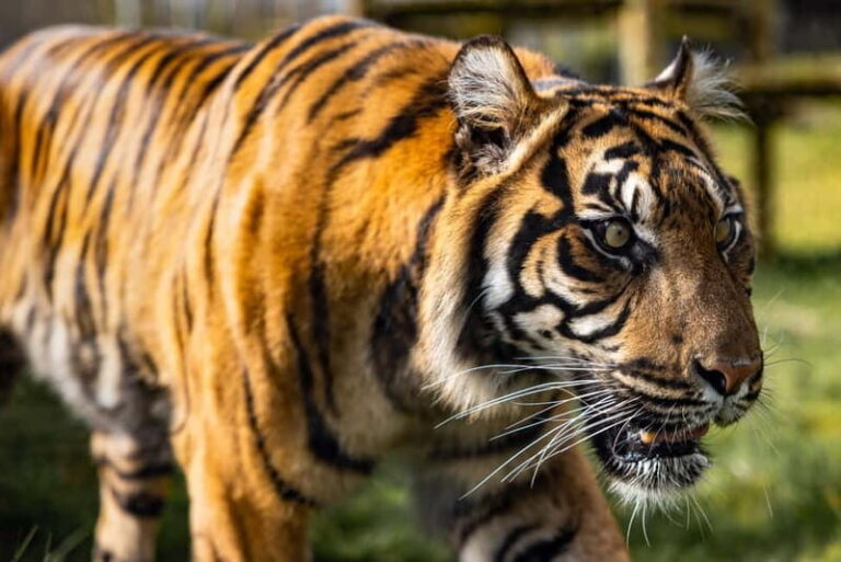 Leicestershire: Twycross Zoo Entry Ticket - The Value of Your Visit