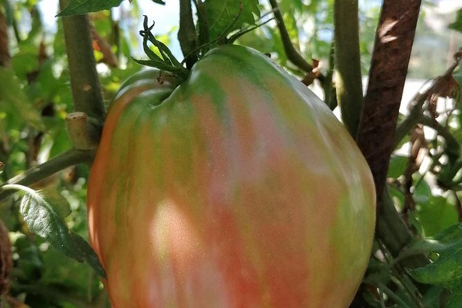 Lemon & sea food cooking class at local's home - Practical Details and What to Expect