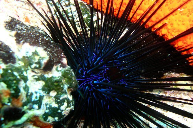 Lets Go Diving with pickup from hotel - What the Equipment Means for You