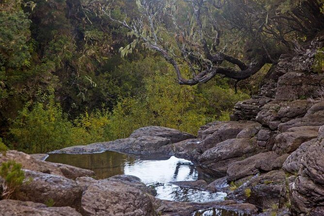 Levada do Alecrim - Rosemary Levada (Full Day Walk) - The Sum Up: Who Should Consider This Tour?