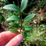 Levanto: Hiking Tour with Creative Workshop! - What’s Included and What to Bring