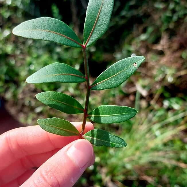 Levanto: Hiking Tour with Creative Workshop! - What’s Included and What to Bring