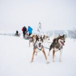 Levi: 15-Kilometres Self-Driving Husky Tour - Things to Keep in Mind