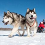 Levi: 2 km Thrilling Husky Sled Ride - The Full Itinerary Breakdown