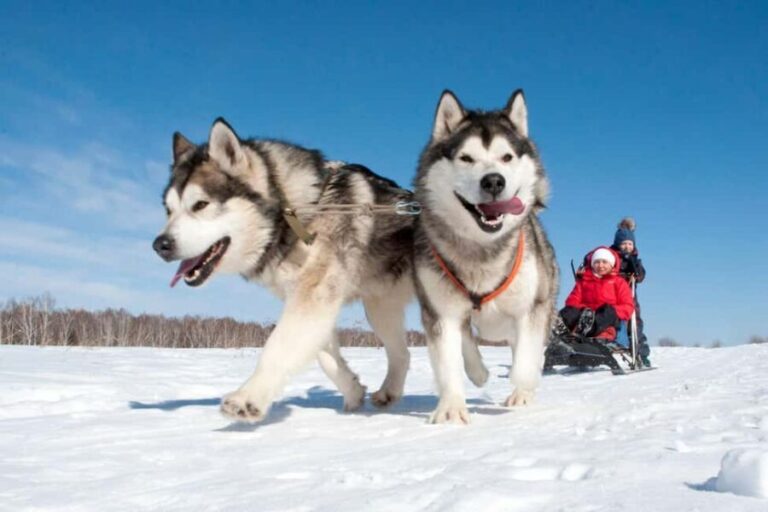 Levi: 2 km Thrilling Husky Sled Ride - The Full Itinerary Breakdown