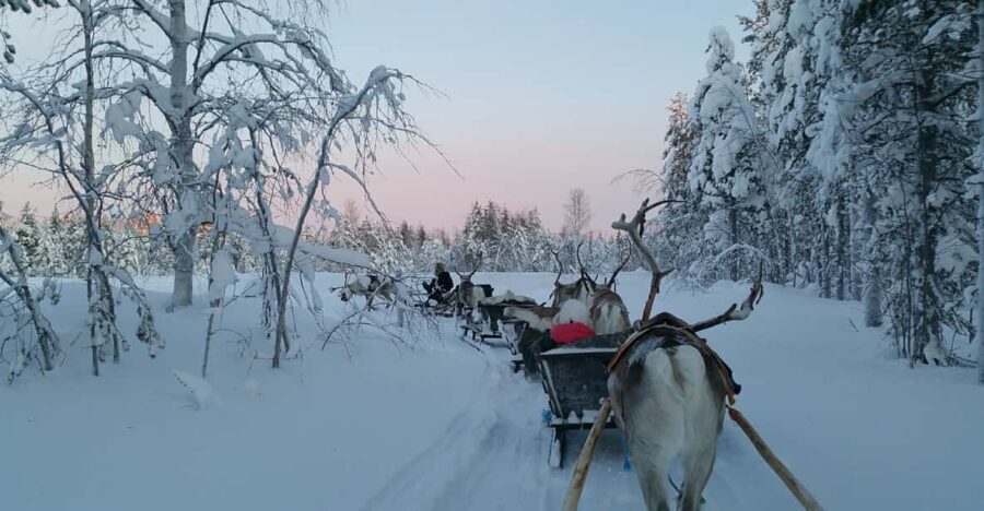Levi: 3km Reindeer Sleigh Ride in the forest at night - The Logistics: What You Need to Know