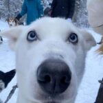 Levi: 5 Km Husky Sledding Ride in Levi - The Cozy Shelter Break