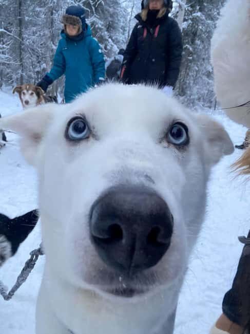 Levi: 5 Km Husky Sledding Ride in Levi - The Cozy Shelter Break