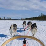 Levi: 5km Self-Driven Husky Sledge Safari - Discovering the Husky Experience in Levi: A Genuine Arctic Encounter