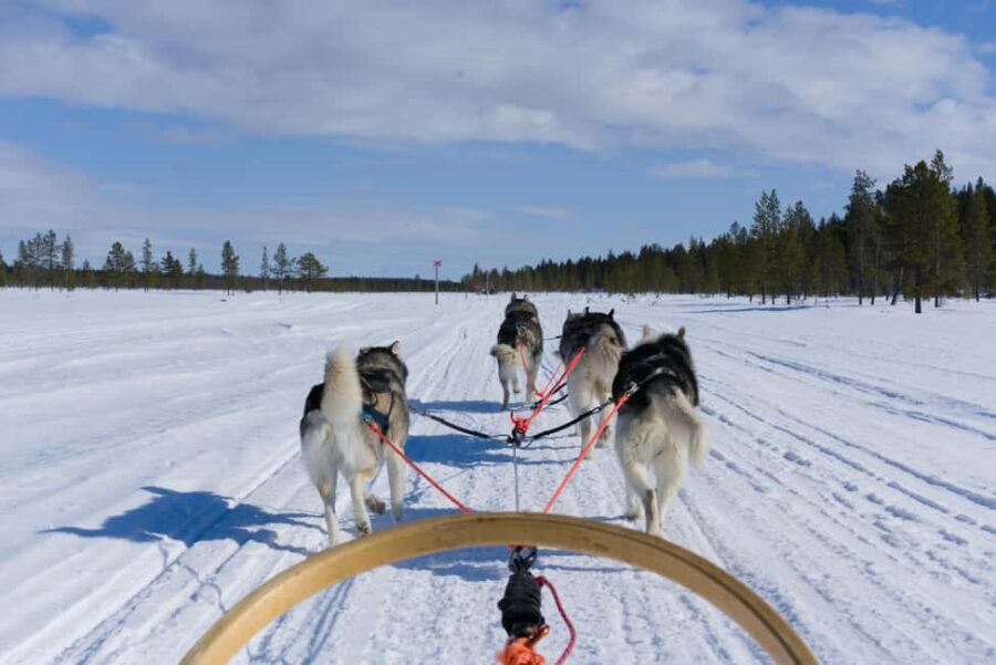 Levi: 5km Self-Driven Husky Sledge Safari - Discovering the Husky Experience in Levi: A Genuine Arctic Encounter