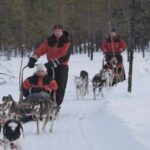 Levi: Evening Husky Sled Ride under the Northern Lights - What Makes This Tour Stand Out