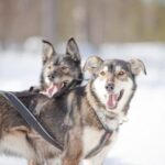 Levi: Guide-driven Husky Safari - What’s Included and Practical Details