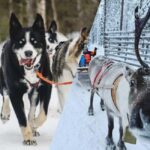 Levi: Husky and Reindeer Arctic Duo Safari - Who Will Love This Tour?