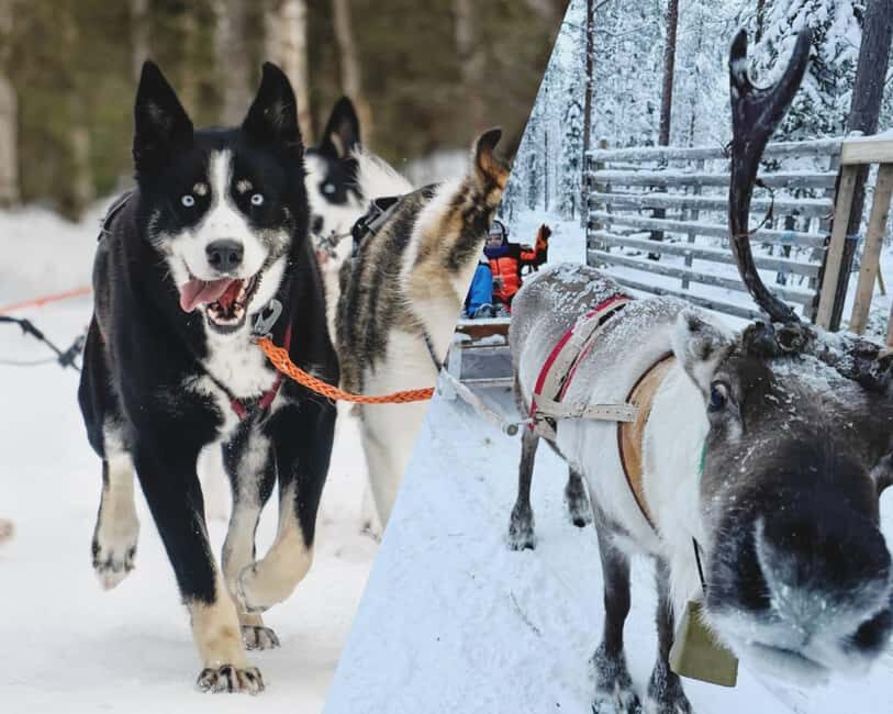 Levi: Husky and Reindeer Arctic Duo Safari - Who Will Love This Tour?