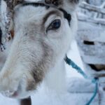 Levi: Reindeer and Husky Taster - Inside the Details: What Makes This Tour Stand Out