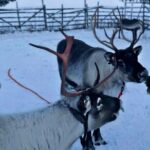 Levi Reindeer Safari - Long or Quick - with Sledge Ride - An In-Depth Look at the Levi Reindeer Safari Experience