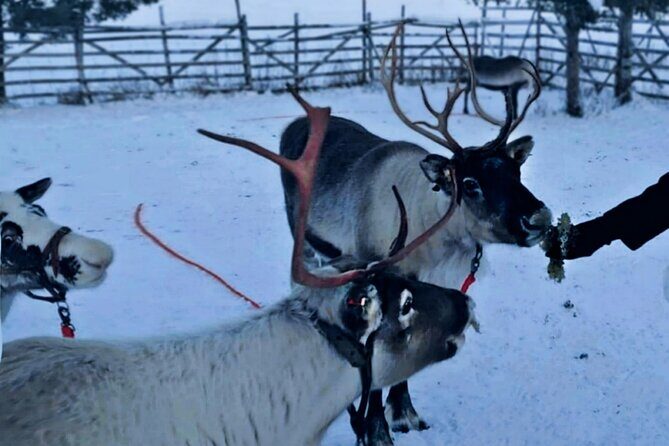 Levi Reindeer Safari - Long or Quick - with Sledge Ride - An In-Depth Look at the Levi Reindeer Safari Experience