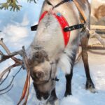 Levi: Reindeer Sleigh Ride Tour in Snowy Forest - Why This Tour Offers Good Value