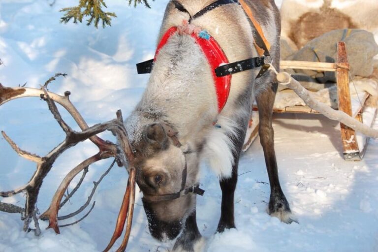 Levi: Reindeer Sleigh Ride Tour in Snowy Forest - Why This Tour Offers Good Value