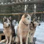 Levi: Self-Drive 5 KM Husky Sledding Experience - Pricing & Value Considerations