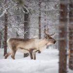 Levi: Winter Highlights Family Day - Who Will Love This Tour?