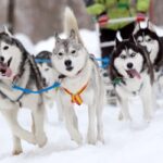 Levi: Winter Husky Journey & Puppy Playtime - The Practical Details