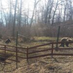 LiBearty Bear Sanctuary Zarnesti Small-Group Trip from Brasov - Frequently Asked Questions