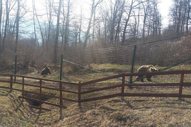 LiBearty Bear Sanctuary Zarnesti Small-Group Trip from Brasov - Frequently Asked Questions