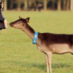 Liberty Irish Tours Dublin City & Wicklow Mountains Luxury Car Shore Excursion - Who Will Love This Tour?