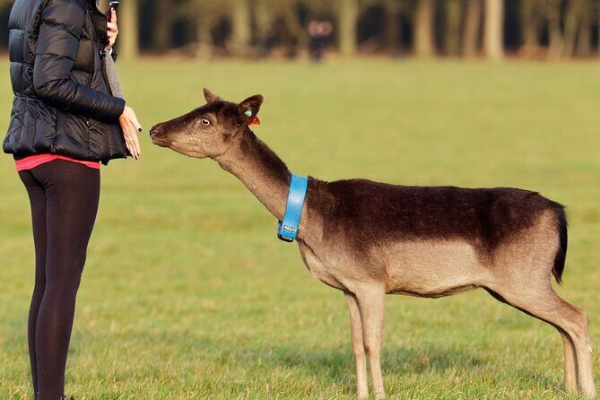 Liberty Irish Tours Dublin City & Wicklow Mountains Luxury Car Shore Excursion - Who Will Love This Tour?