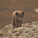 Lightweighted walk through wild Arctic Nature - Practical Considerations and Value