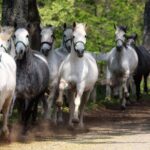 Lipica Stud Farm and Skocjan Caves from Koper - Authentic Insights from Travelers